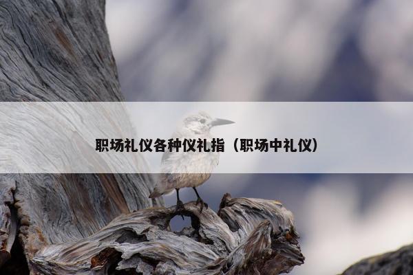 职场礼仪各种仪礼指（职场中礼仪）